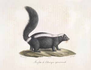 Stinktier, aus Histoire Naturelle des Mammifères