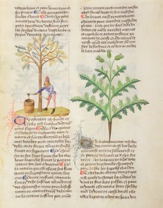 Ms. De Diversis Herbis von Dioscorides, fol.165r Gewinnung von Terpentin