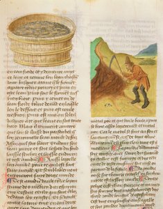 Ms. De Diversis Herbis von Dioscorides, fol.8r Samen in einer Wanne und Suche nach Enzianwurzeln