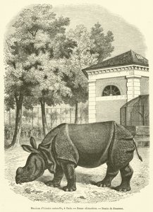Naturhistorisches Museum in Paris, Junges Nashorn von French School