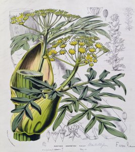Narthex Asafoetida