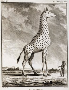Naturgeschichtstafel: Die Giraffe - in „Naturgeschichte, allgemein und besonders“ von Buffon von French School