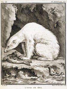 Naturgeschichtstafel: Der Seebär frisst eine Robbe - in „Naturgeschichte, allgemein und besonders“ von Buffon von French School
