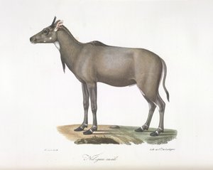 Nilgau-Männchen. Nilgau-Antilope, aus Histoire Naturelle des Mammifères