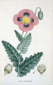 Schlafmohn