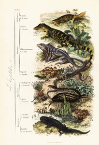 Ordnungen der Reptilien: gefährdete Indische Weichschildkröte, Nilssonia gangetica, Brillenkaiman, Caiman crocodilus, Kragenechse, Chlamydosaurus kingii, Gemeiner Schuppenfuß, Pygopus lepidopodus, Europäische Glasschleiche, Pseudopus apodus, Gemeine Viper von French School