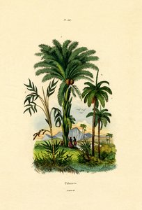 Palmen