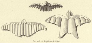 Schmetterlinge von Plinius