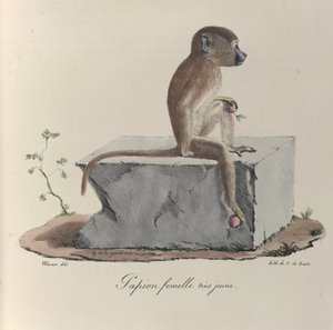 Sehr junger Pavian, aus 