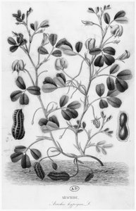Erdnuss (Arachis hypogaea)