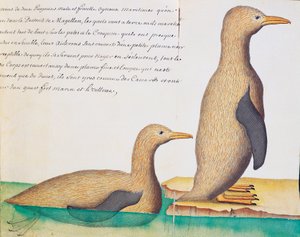 Pinguine, Magellanstraße, Aquarell aus dem Logbuch von Jacques Gouin de Beauchesne, Kapitän der Compagnie royale de la Mer du Sud, von 1698 bis 1701, Frankreich von French School