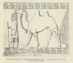 Persepolis, Doppelhöckriges Baktrisches Kamel von French School