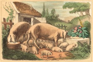 Schwein