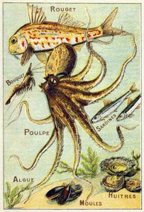 Tafel 4: Rotbarbe, Bouquet, Oktopus, Sardinen, Algen, Muscheln, Austern. Gravur in "Silbenalphabet der See- und Süßwasserfische". Serie A. Pellerin et Cie, Drucker-Verleger, Epinal, Ende des 19. Jahrhunderts. von French School