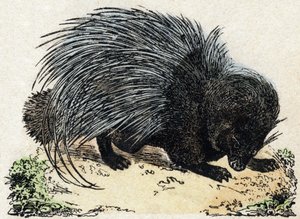 Stachelschwein. Gravur in "Alphabet des animaux sauvages". 9. Serie. Bilder von Epinal, Pellerin, Drucker-Verleger, um 1870. Holzschnitte, schabloniert. 16 Seiten. Dim: 20 x 15 cm. Private Sammlung. von French School