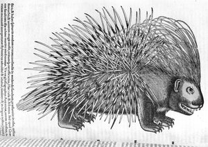 Stachelschwein, aus 
