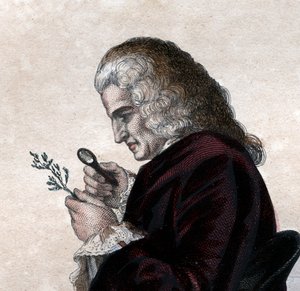 Porträt von Bernard de Jussieu (1699-1777), französischer Naturforscher