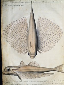 Profil und Rücken eines geflügelten Fisches, Big Island, Brasilien, Aquarell aus dem Logbuch von Jacques Gouin de Beauchesne (1652-1730), Kapitän der Compagnie royale de la Mer du Sud, von 1698 bis 1701, Frankreich