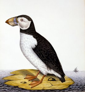 Papageientaucher, Marmon Fratercula, ca. 1840