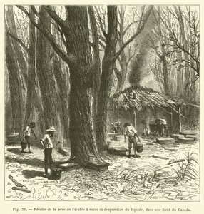 Ernte des Ahornsafts und Verdampfung der Flüssigkeit in einem Wald in Kanada von French School