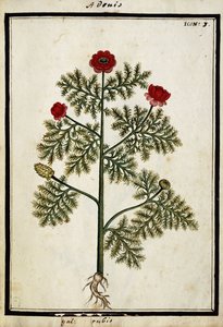 Roter Adonis, ca. 1700