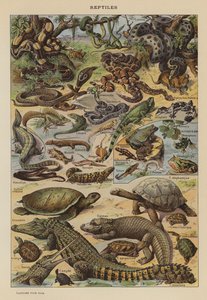 Reptilien von French School