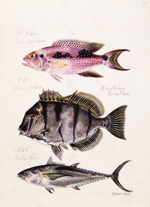 Rey tambova etc., ca. 1850 von French School