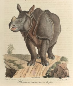 Einhorn-Nashorn, aus 