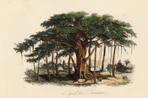 Heiliger Feigenbaum, Ficus religiosa, auch bekannt als Bodhi-Baum, Banianbaum, Banyanbaum, Pippalabaum, Peepulbaum, Peepalbaum oder Ashwattha-Baum von French School