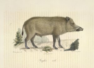 Wildschwein, Männchen, aus Histoire Naturelle des Mammifères von French School
