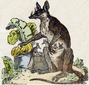 Sarigue (Opossum). Gravur in "Alphabet des animaux sauvages". 9. Serie. Bilder von Epinal, Pellerin, Drucker-Verleger, um 1870. Holzschnitte, schabloniert. 16 Seiten. Dim: 20 x 15 cm. Private Sammlung.