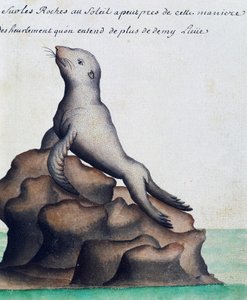 Robbe, Galapagos-Inseln, Aquarell aus dem Logbuch von Jacques Gouin de Beauchesne, Kapitän der Compagnie royale de la Mer du Sud, von 1698 bis 1701 von French School