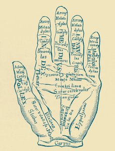Exemplar der linken Hand