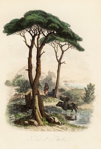Steinkiefer, Pinus pinea, auch bekannt als italienische Steinkiefer, Schirmkiefer und Sonnenschirmkiefer