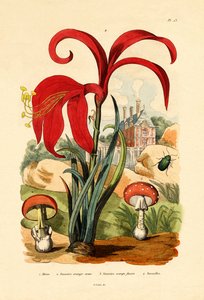 Gestreifter Flohkäfer, 1833-39