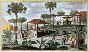 Zuckerproduktion in Westindien, Detail von 00155 - in „Allgemeine Geschichte der Antillen, bewohnt von den Franzosen“ von Du Tertre, frühes 19. Jahrhundert von French School