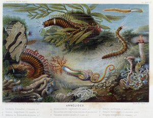 Sunapte de Duvernoy - in „Le Monde de la Mer“ von Alfred Fredol. ed. Paris, Hachette. von French School