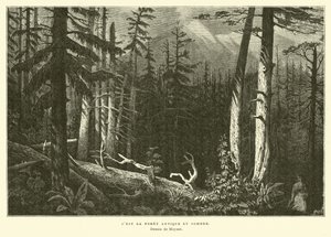Der alte dunkle Wald