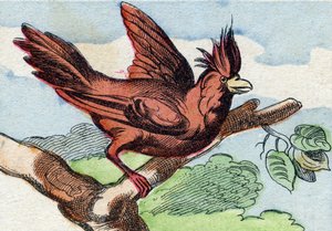 Der Kardinal. Gravur in "Buffon Alphabet des Oiseaux n 2"
