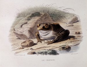 Die Erdkröte (Bufo bufo) - in „Lacepede“