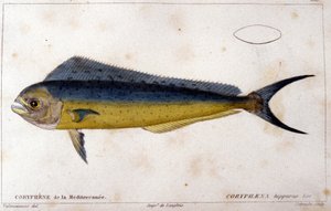 Die Coryphene des Mittelmeers nach „Histoire naturelle des poissons“ von Cuvier, Valenciennes, Paris von French School