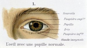 Das Auge mit einer normalen Pupille (Detail) von French School