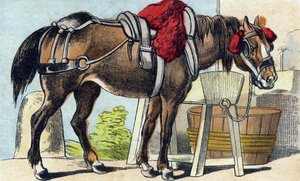 Das Pferd. Gravur in "Buffon Alphabet des Animaux"