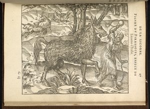 Die Jagd auf ein zweihörniges Einhorn (ein Pirassoipi.) aus 