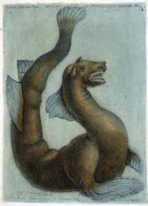 Das Meereskamel. Illustration von M. Toussaint (1756) in „Periodische Beobachtungen über Physik, Naturgeschichte und Kunst“ von French School