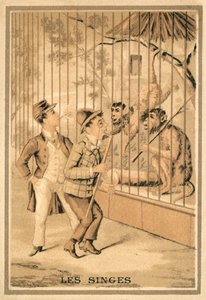 Die Affen (Chromolitho)