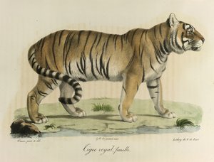 Königlicher Tiger, Weibchen, aus Histoire Naturelle des Mammifères von French School
