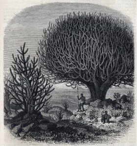 Baum Euphorbo in Ostafrika (Sudan). Gravur von Freeman in „The Picturesque Magasin“