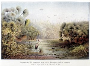 Oberer Nilübergang mit Papyrus und Schilf