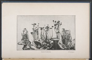 Osmotische Vegetation, Abb. 62, S. 163, aus 
